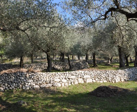 Agriumbria 2019. L’olivicoltura che aiuta a mitigare i cambiamenti climatici: focus il 29 marzo