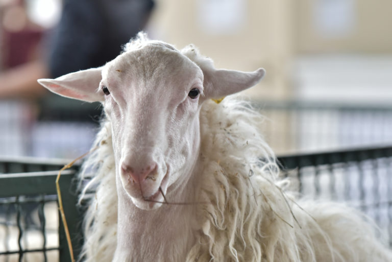 Tre giorni di eventi ed il meglio della zootecnia nazionale. Il Sistema Allevatori alla 51esima Agriumbria
