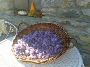zafferano_valledaosta