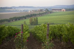 RID-RID- CARPINETO-Tenuta di Montepulciano e cantina-1