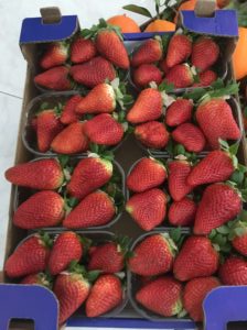 fragole_policoro_1
