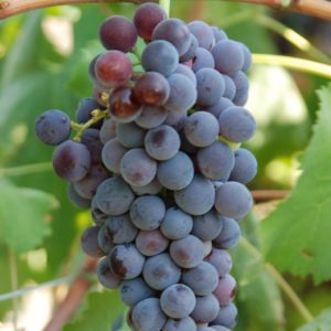Doc Sicilia da record. L’imbottigliato aumenta del 124 per cento