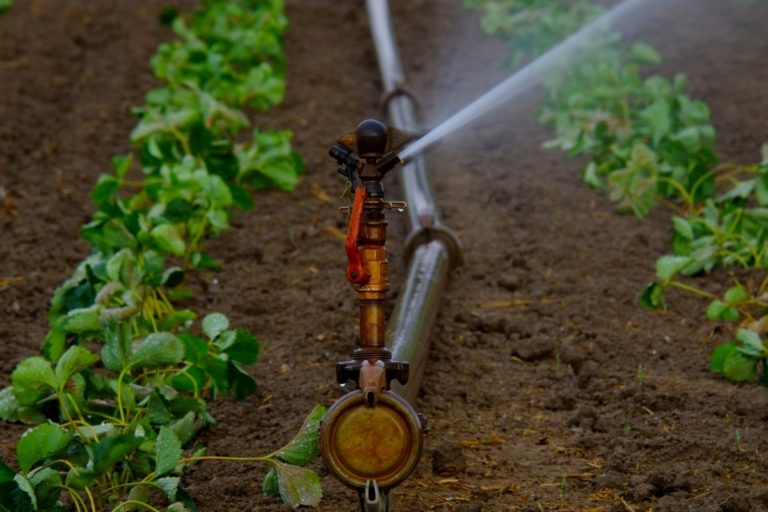Carenza idrica in agricoltura: problematiche, sostenibilità, semplificazioni, strategie. Il 16 dicembre a Firenze con Divulgando