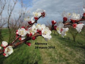 Albinova
