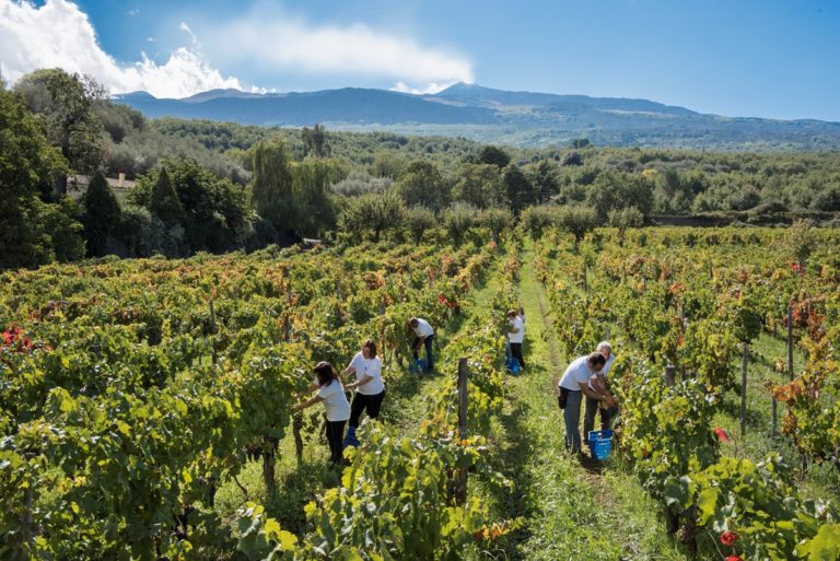 Doc Vini dell’Etna. Il Consorzio di Tutela rinnova il consiglio d’amministrazione