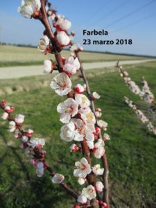 Farbela