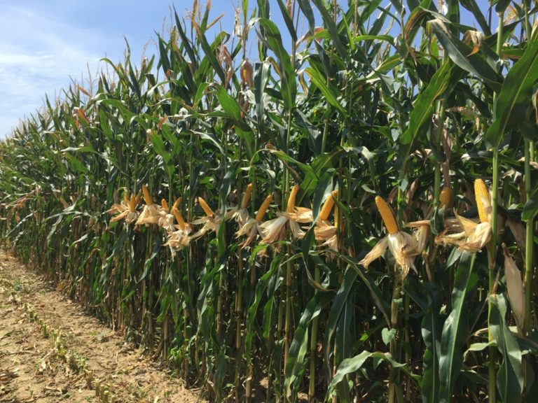 Ucraina. CAI: cala il prezzo del mais (-2,5%), mentre il grano resta stabile