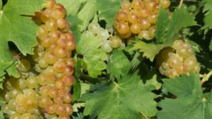 moscato