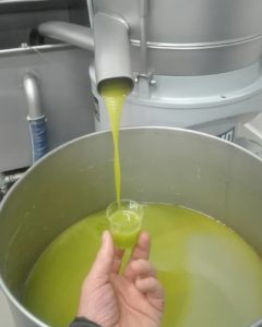 olio_lucania