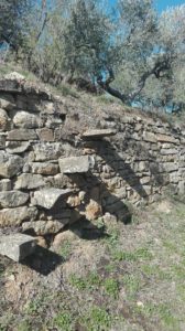 oliveti_lucania
