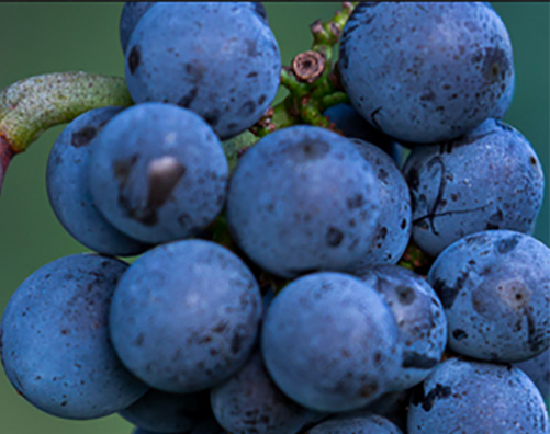 Vinitaly. Una rete di nove aziende del Friuli Venezia Giulia per scoprire i segreti del Pinot Nero
