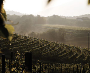 pinotnero_FVG_vigneti