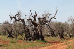 xylella-1