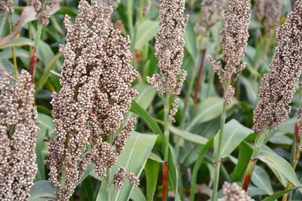 Boom di consumo di sorgo in Spagna per soddisfare la filiera suina. 10 volte superiore rispetto al 2015. Ed arriva dagli Usa