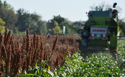 Congresso Europeo sul Sorgo. A novembre la seconda edizione