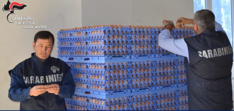 Sicurezza alimentare settore avicolo. Sequestrate 40mila uova destinate al commercio