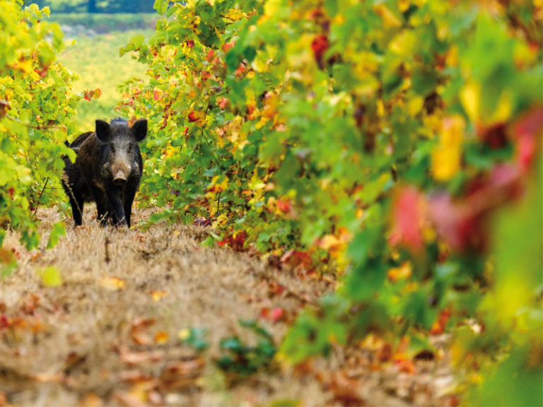 Coronavirus. Cia, ferme attività controllo cinghiali. Agricoltura e città di nuovo sotto assedio