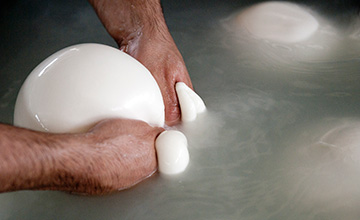 A scuola di Mozzarella di bufala Dop. Al via i corsi di formazione del Consorzio