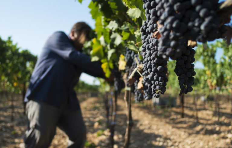 Vendemmia, in Veneto cala produzione del 10% per cresce la qualità