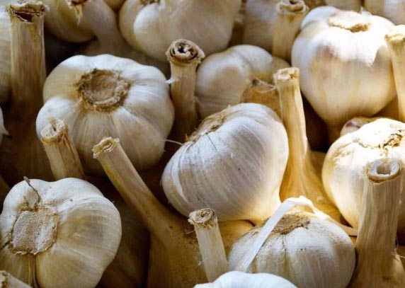 La rivincita dell’Aglione. In Valdichiana riscoperta una produzione antica dal gusto unico