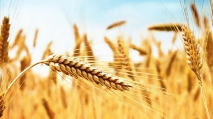 grano