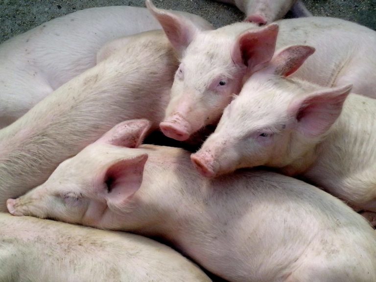 Allarme peste suina. Confagricoltura chiede interventi drastici e immediati