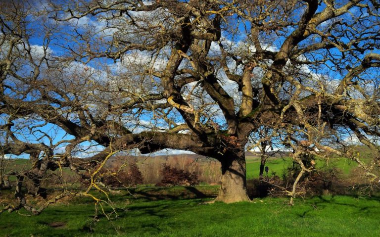 MiPAAF: aggiornato l’Elenco degli alberi monumentali d’Italia, 401 nuove iscrizioni, in totale 4.006