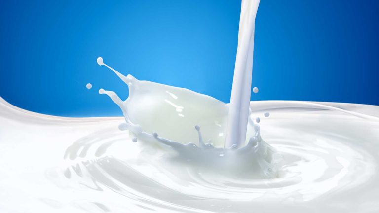 Allevamenti certificati. Granarolo: «Nessun antibiotico nei campioni di latte»