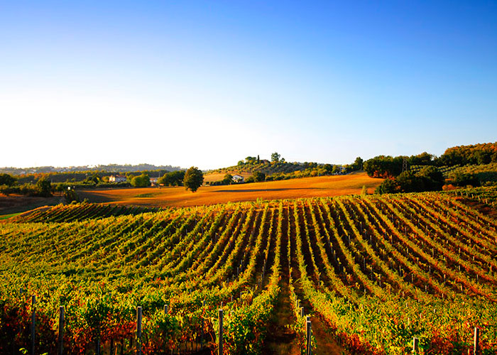 Bilancio fitosanitario viticolo 2018.  Evento del CREA il 22 novembre a Susegana