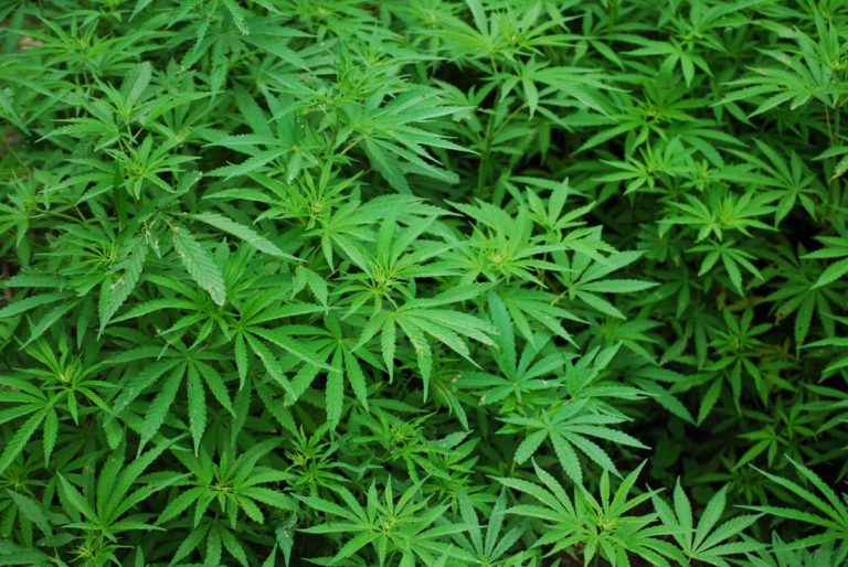 Nasce Aical, l’Associazione Italiana Cannabis Light. Duemila punti vendita ed un fattura da 6,5 mln euro