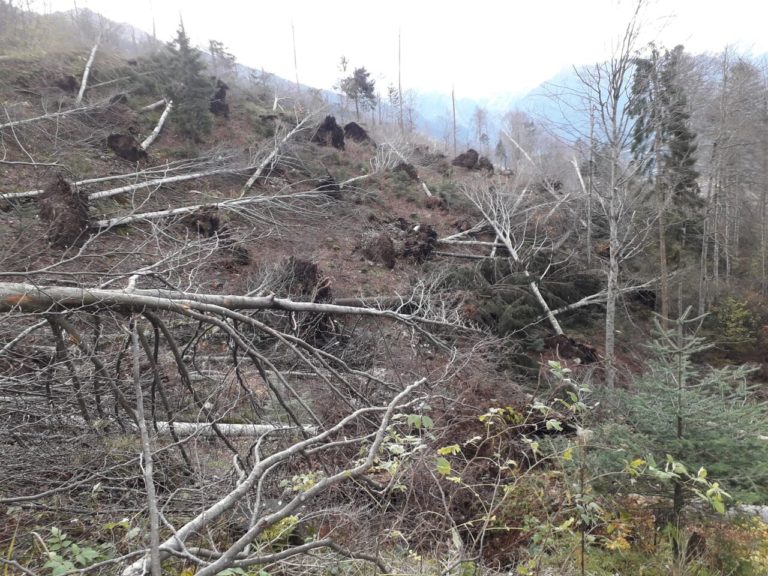 Foreste, più tutela dopo la distruzione del Nord Est. Manzato: in Finanziaria 525 milioni per intervenire sui danni