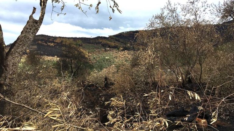 Incendio Monte Serra. Firmato decreto che consente attivazione misure Psr. Centinaio: «Governo da parole a fatti»