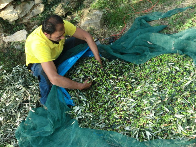 La Liguria punta all’agrobiodiversità: dal PSR 335 mila euro per le imprese agricole