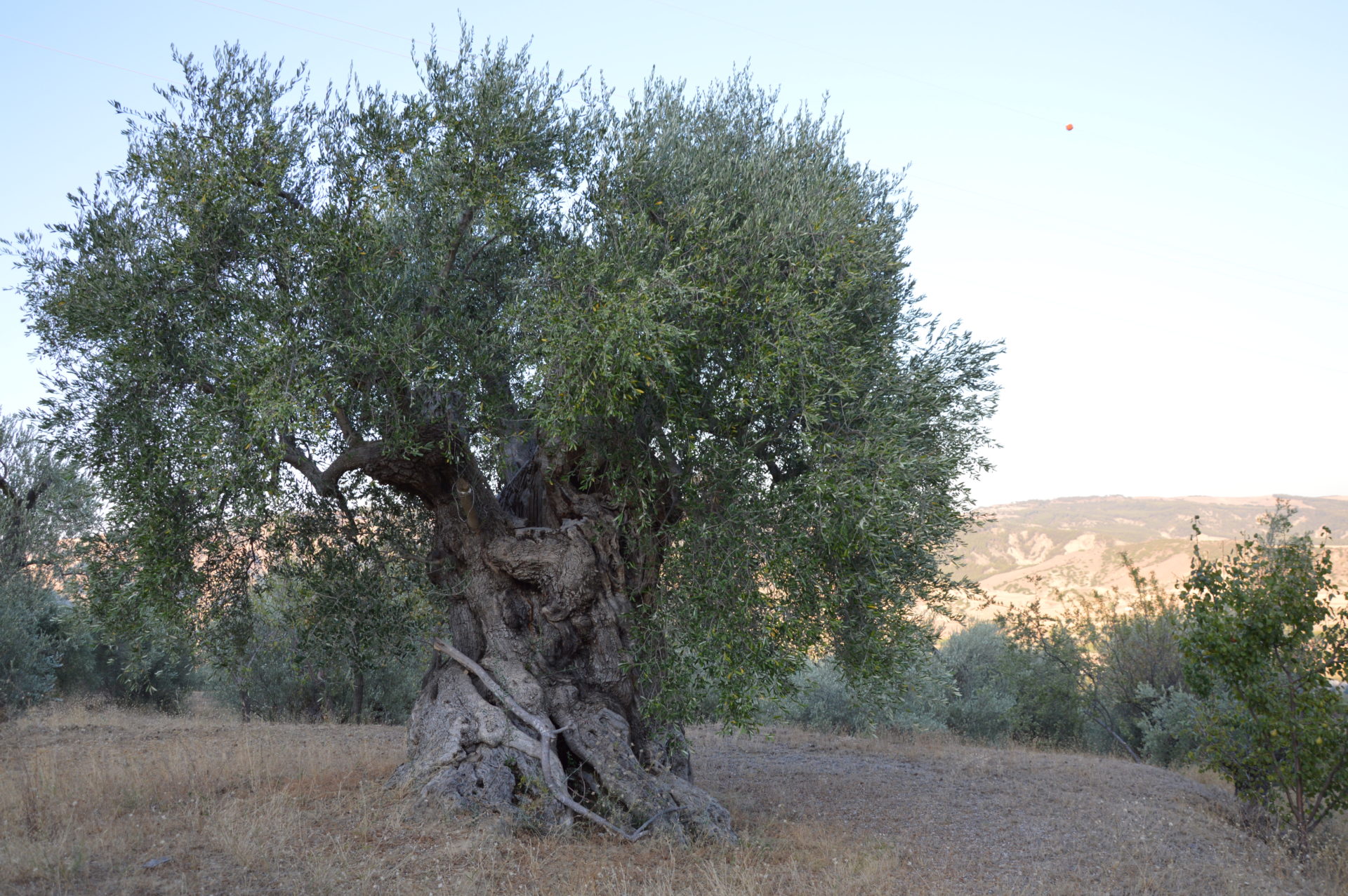 Ulivo o olivo - Alberi - Ulivo o olivo