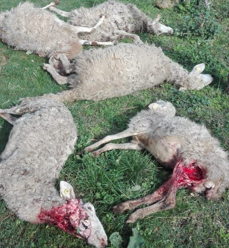 Selvatici assalgono greggi nel Senese. Lega: servono azioni efficaci per contenimento fauna, modificare 157/92 superata