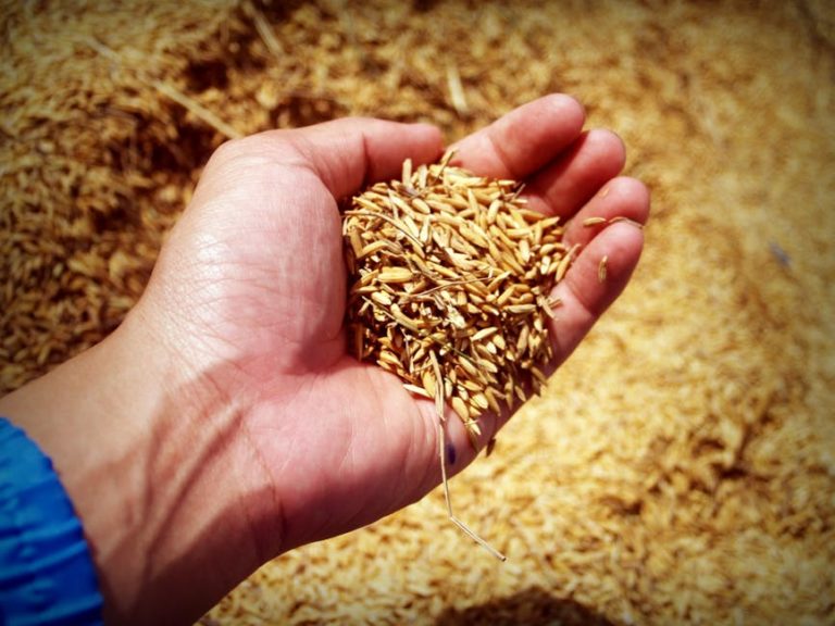 Stagione risicola in difficoltà. Prime stime registrano un calo produttivo del 10%