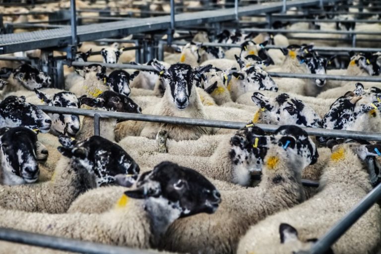 Zootecnia. Più spazio, temperature più basse, viaggi più brevi: le raccomandazioni dell’EFSA per migliorare il benessere degli animali durante il trasporto