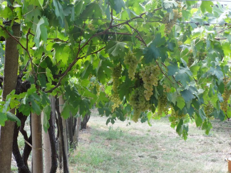 Vendemmia positiva per il gruppo Collis. Uve da 6.400 ettari di vigneto e 2.400 produttori