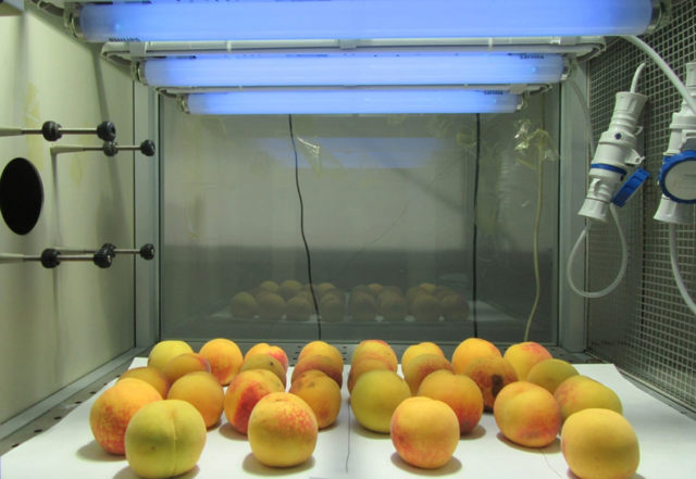In tavola arriva la Superfrutta. Nasce nei laboratori dell’Università di Pisa grazie ai raggi UV-B