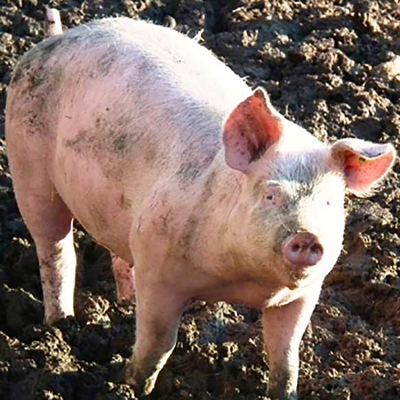 Peste suina. In Veneto allevatori in allarme per la diffusione del virus