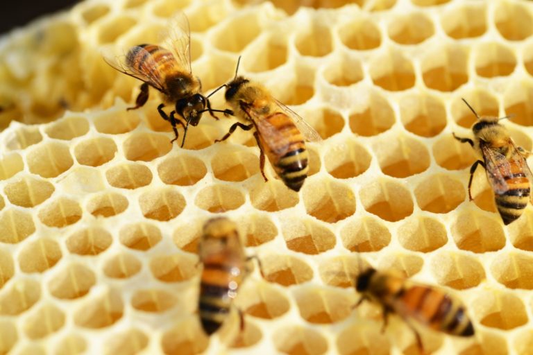 Un importante passo per il miele italiano quello dell’etichettatura. Confagricoltura plaude al provvedimento