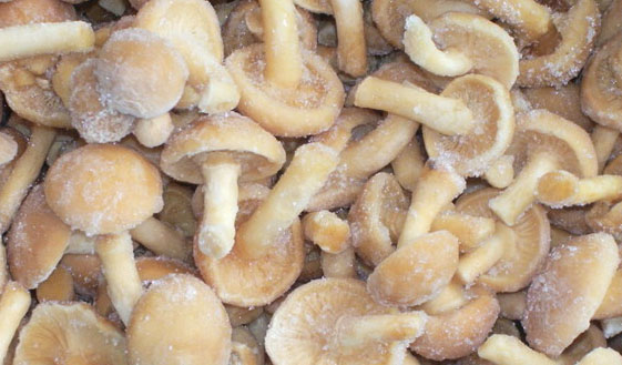 Funghi misti congelati con falsi pomodori Pachino Igp. Sequestrate 2.545 confezioni a Roma e Verona