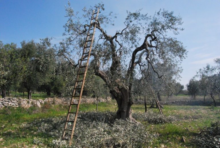 Coronavirus. Pratiche agricole possibili per gli hobbisti? Risponde l’esperto: sì, ma solo se non rimandabili e rispettando le ordinanze