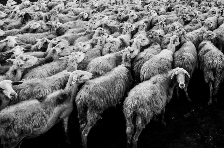 Toscana. In arrivo dalla Regione ristori per oltre 1,4 milioni destinati agli allevatori ovicaprini da latte