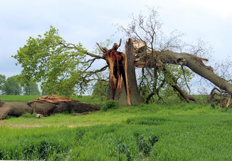 Mipaaf, Bellanova: Via libera per oltre 63milioni di euro. Importante boccata di ossigeno per le imprese agricole colpite
