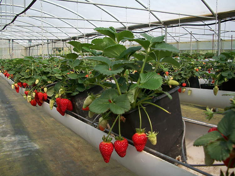Fragole nei Paesi del Mediterraneo. Con il progetto Med Berry, piantagioni protette e minor impatto ambientale