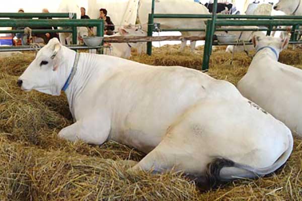 Carne sintetica. Anabic, false notizie su carne bovina, troppe fake su quella sintetica