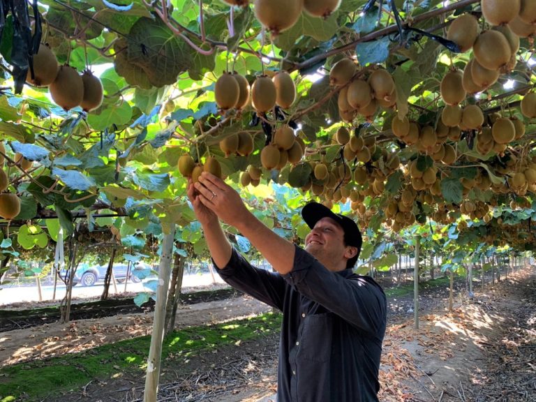 Kiwi. Nel Lazio verso lo stato di calamità per il raccolto. Coldiretti, più misure a sostegno