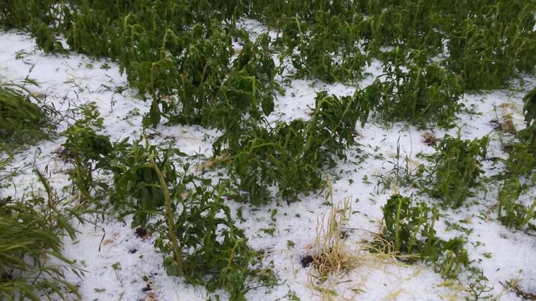 Grandine, vento e pioggia. Danni nel Barese e nel Tarantino,  allerta in tutta la Puglia
