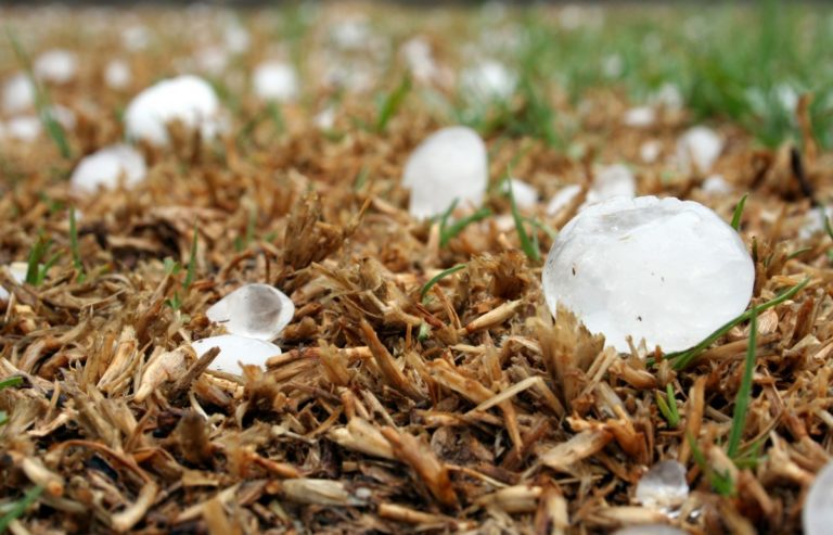 Maltempo, danni per milioni con piante abbattute e serre divelte
